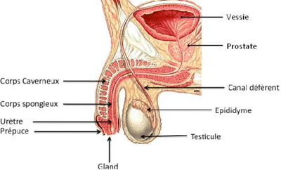 L' urètre masculin : anatomie descriptive et pathologie