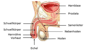 Image - urethrotomie.png